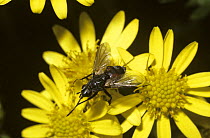 Red-blotched parasite fly (Eriothrix rufomaculata) on Ragwort flowers, UK