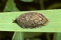 Horse fly (Tabanus verrallii) egg mass on a grass stem above water into which the larvae, which are aquatic, will fall when they hatch, UK