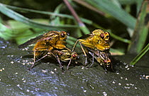 Common yellow dung fly (Scathophaga stercoraria)  females being guarded by their mates as they lay eggs in dung, UK