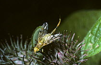 Large fruit fly (Trypeta tussilaginis) female with her ovipositor partly extended after laying her eggs in flower bud, UK