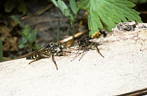 Robber fly (Cyrtopogon ruficornis) male (right) bobbing his abdomen in a courtship dance in front of the female, France