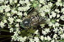 Horse fly male (Philipomyia aprica) feeding from Angelica flowers, France
