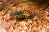 Muscid fly (Thricops diaphanus) female about to lay eggs onto a Scaly wood mushroom (Agaricus sylvaticus), UK