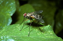 Parasite fly (Dexiosoma caninum) in woodland, UK