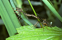Common red-legged robber fly (Dioctria rufipes) mating pair, UK