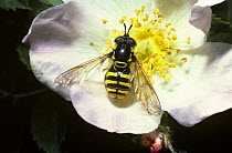 Giant prong-horn hover fly (Chrysotoxum cautum) one of the best wasp mimics both visually and behaviourally, on a Dog rose flower, UK