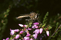 Small brown robber fly (Epitriptus cingulatus) feeding on a small fly, on heathland, UK