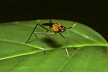 Stilt-legged fly (Ptilosphen insignis) waving its white-tipped front legs, in rainforest, Trinidad