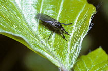 Dance fly (Hilara maura) male showing the enlarged front legs containing silk glands, UK