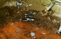 Mosquito (Trichoprosopon digitatum) guarding her eggs in a waterfilled nut case in rainforest, Trinidad