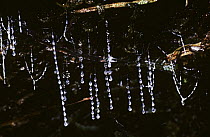 Predatory luminous larva of Fungus gnat (Arachnocampa flava) and its fishing lines, Australia