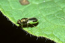 Common green colonel soldier fly (Oplodontha / Odontomyia viridula) in a marsh, UK