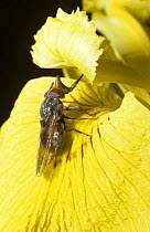 Black-rimmed snout hover fly (Rhingia campestris) on a yellow Iris flower, UK