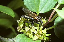 Dance fly (Empis tessellata) female feeding from common Buckthorn flowers, UK