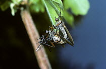 Dance fly (Empis / Polyblepharis  opaca) mating pair with the female feeding on the male's gift of a fly, UK