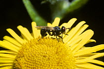 Thick headed fly (Thecophora atra) on a Fleabane flower, UK
