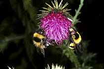 Bumble bee plume-horn, a hover fly (Volucella bombylans), a white-tailed bumble bee mimic with its model a White tailed bumble bee (Bombus lucorum) on the left, on Musk thistle UK
