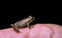 Spring peeper frog (Pseudacris / Hyla crucifer) sitting on a finger to show how tiny it is, South Carolina, USA
