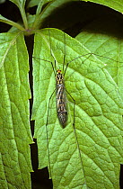 Meadow tiger / Spotted crane fly (Nephrotoma appendiculata) UK