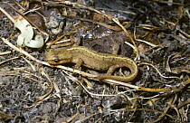 Common / Smooth newt (Triturus vulgaris ) in its terrestrial state away from water, UK