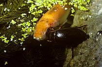 Great diving beetle (Dytiscus marginalis) feeding on a goldfish in a garden pond, UK