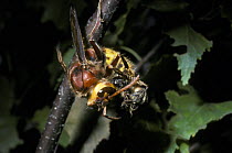 Hornet (Vespa crabro vexator) worker, which has just caught a Honey bee {Apis mellifera}, a common prey of the Hornet, UK