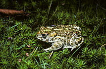 Natterjack toad (Bufo calamita) UK
