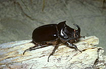 Rhinoceros beetle (Oryctes nasicornis) France