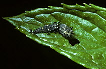 Two-spot ladybird (Adalia bipunctata) larva feeding on a moribund larva of its own kind, UK