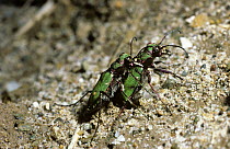 Green tiger beetle (Cicindela campestris) male holding female in his jaws while she lays her eggs (mate guarding), UK