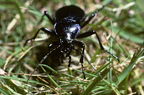Violet ground beetle (Carabus violaceus) in a garden, UK