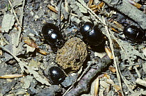 Bumble-dor beetles (Geotrupes stercorarius) cutting up and burying dung, UK