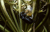 Coast snail beetle (Ablattaria laevigata) feeding on a Sandhill snail {Theba pisana} UK