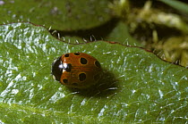 Eleven spot ladybird (Coccinella 11-punctata) basking in warm sun after coming out of hibernation, UK