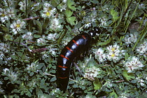 Spanish oil / blister beetle (Berberomeloe majalis) showing warning colouration, Spain