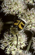 Bee beetle (Trichius fasciatus) feeding on flowers, UK