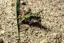 Green tiger beetle female (Cicindela campestris) laying her eggs into the ground, UK