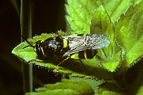Soldier fly (Stratiomys potamida) UK