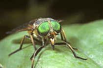 Horse fly (Philopomyia sp) showing multifacetted compound eyes and thick, biting proboscis, Corfu, Greece