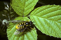 Giant prong-horn hover fly (Chrysotoxum cautum) one of the best wasp mimics both visually and behaviourally, UK