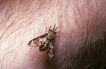 Deer fly (Chrysops fulvaster) female taking blood from a man's arm, Utah, USA