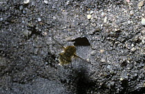 Lesser bee fly (Bombylius minor) female hovers and flicks her tiny white egg into the open burrow of a Bee-killer wasp (Philanthus triangulum), UK