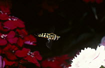 Yellow-rimmed icon hover fly (Metasyrphus corollae) flying between two Sweet William flowers in a garden, UK