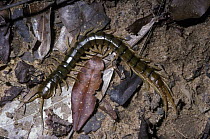 Giant centipede (Scolopendra sp) at night in forest, Madagascar