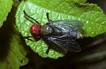 Fly (Bromophila caffra) in tropical dry forest, Kenya