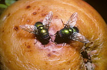 Greenbottle fly / Blowfly (Lucilia caesar) on a rotting apple, UK