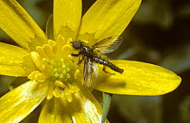 March fly (Bibio lanigerus) male on a Lesser celandine flower in spring, UK