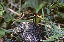 Hornet robber fly (Asilus crabroniformis) male rubbing its front legs together while perched on horse dung, UK