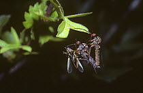 Dance fly (Empis livida) mating pair with the female hanging below the male and feeding on his 'gift' of a mirid bug, UK