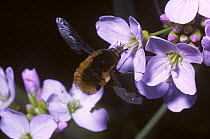 Dark-edged / Common bee fly (Bombylius major) feeding from Lady's smock flower, UK